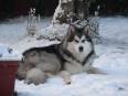 Alaskan malamute