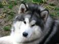 Alaskan malamute