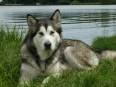 Alaskan malamute