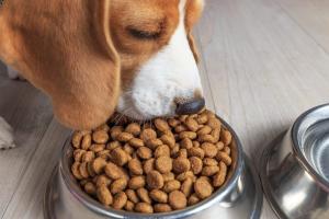 Cuáles son los alimentos que pueden comer los perros sin riesgos