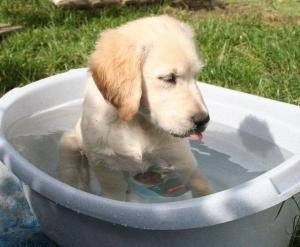 Bañar a un perro