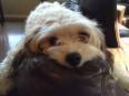 Cachorro Cava-Poo-Chon