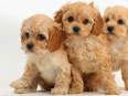 Cachorros Cava-Poo-Chon