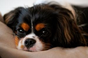 Como descubrir y tratar la filariosis canina