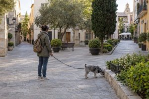 Perro pequeño que explora una zona despejada de una plaza
