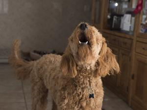 Consejos para evitar que los perros ladren cuando llaman a la puerta