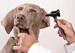 Consejos para limpiar bien las orejas de un perro