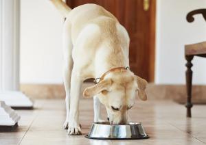 Crear una dieta completa y equilibrada para perros
