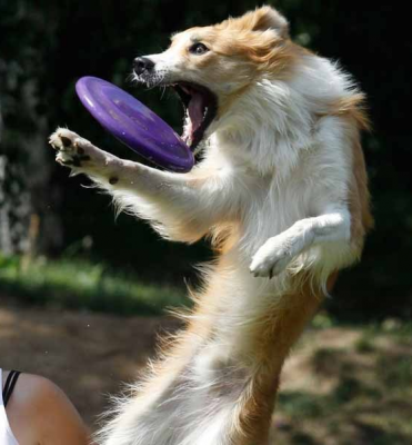 El Dogfrisbee. Deportes para perros