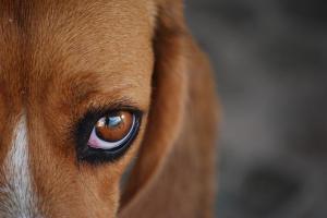Enfermedades oculares en perros