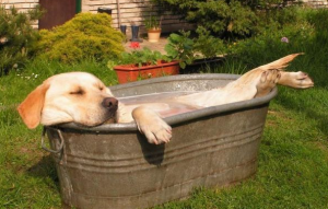Guía para bañar a un perro