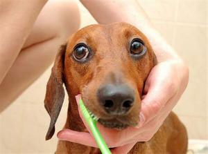 Higiene dental de los perros