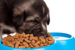 Importancia de una alimentación correcta en cada etapa de la vida del perro