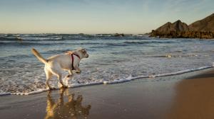 Las 5 mejores playas para perros en valencia