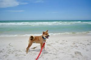 Las mejores playas de España para ir con perros