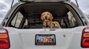 Tips para llevar de forma segura a nuestro perro en el coche