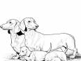 Dibujos de razas de perros para pintar