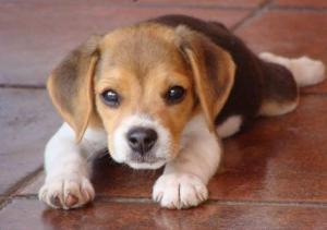 La manera más eficiente de adiestrar a un Beagle