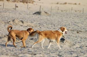 Las mejores playas de Punta del Este para ir con perros