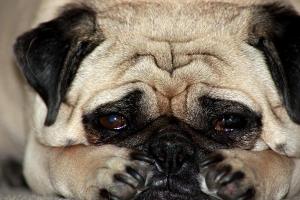 ¿Nuestros perros pueden estar tristes?