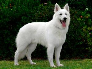 Perro pastor blanco suizo
