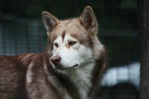 Perros Alaskan malamute