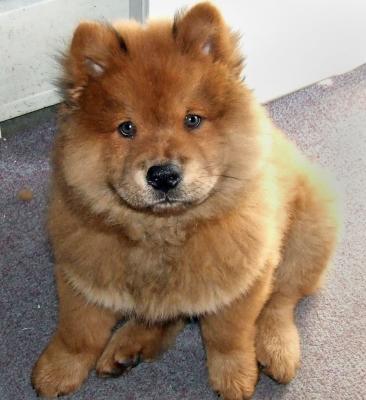 Perros Chow Chow