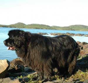 Raza Terranova o Newfoundland