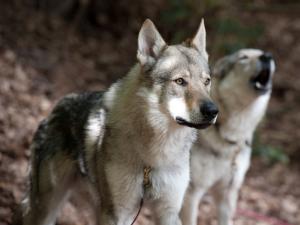 Relación entre el lobo ibérico y el perro