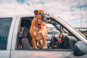 Remedios caseros para eliminar el olor a perro del coche
