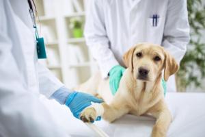 Cómo hacer frente a tratamientos médicos urgentes de tu perros