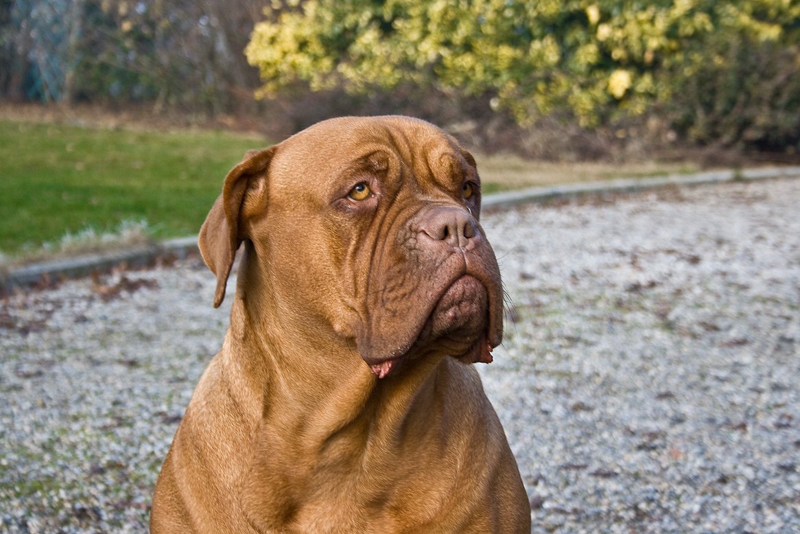 Dogo De Burdeos PerrosAmigos Dogo De Burdeos PerrosAmigos