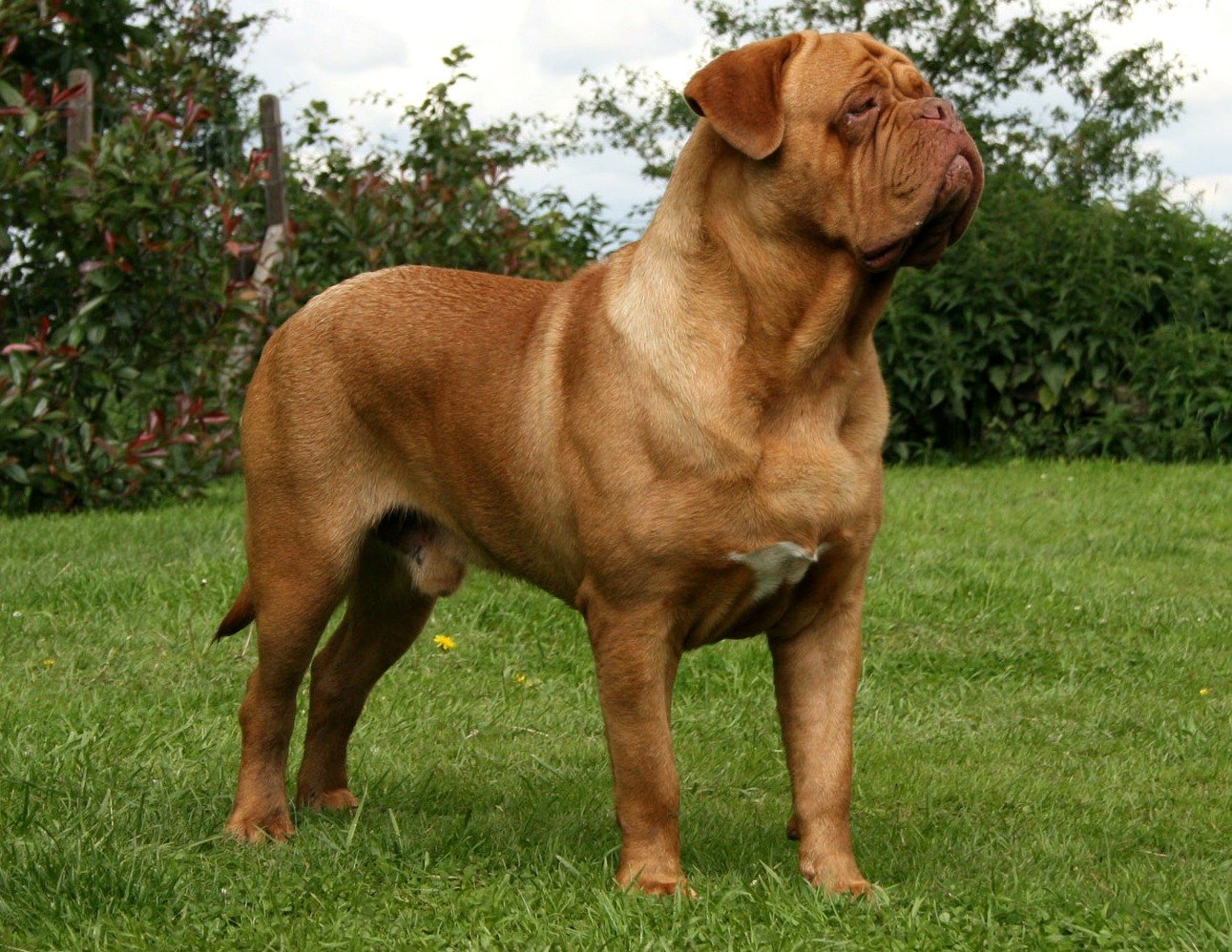 Dogo De Burdeos PerrosAmigos Dogo De Burdeos PerrosAmigos
