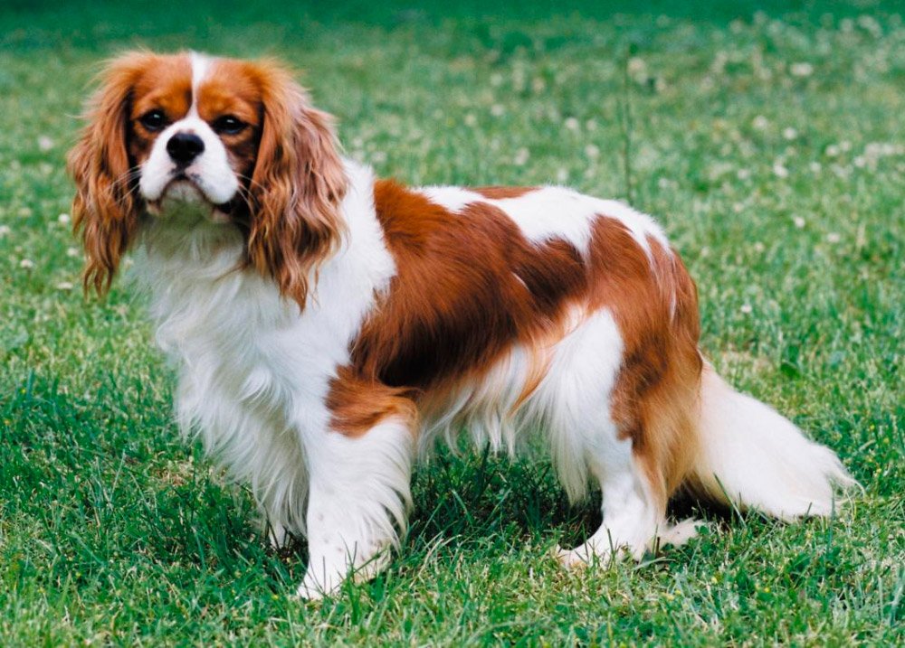 El perro Cavalier King Charles Spaniel.