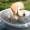 Bañar a un perro