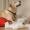 Consejos para fotografiar perros