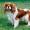 El perro Cavalier King Charles Spaniel