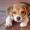 La manera más eficiente de adiestrar a un Beagle