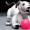 Los 9 mejores perros robots de juguete