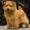 Norfolk Terrier