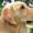 ¿Necesito entender a mi perro para educarlo?