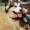 El Perro, el mejor amigo del hombre