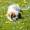 Picaduras de avispas y abejas en perros