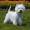 West Highland White Terrier