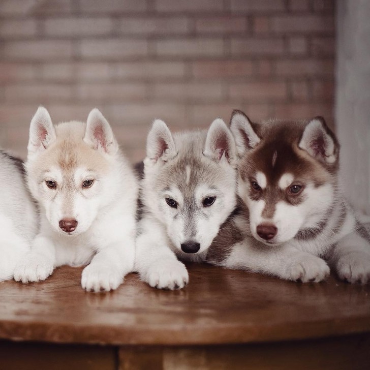 Adorables cachorros de Husky Siberiano (11)