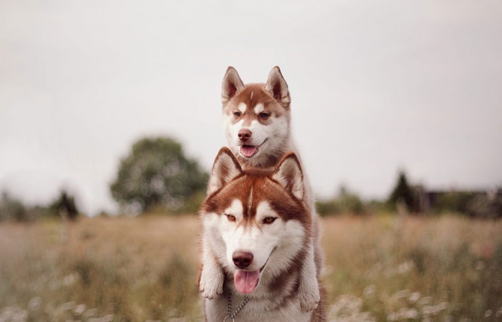 Adorables cachorros de Husky Siberiano (12)