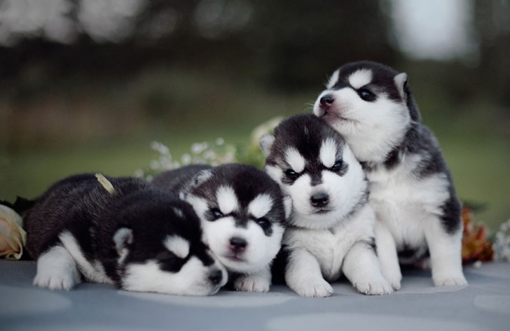Adorables cachorros de Husky Siberiano (2)