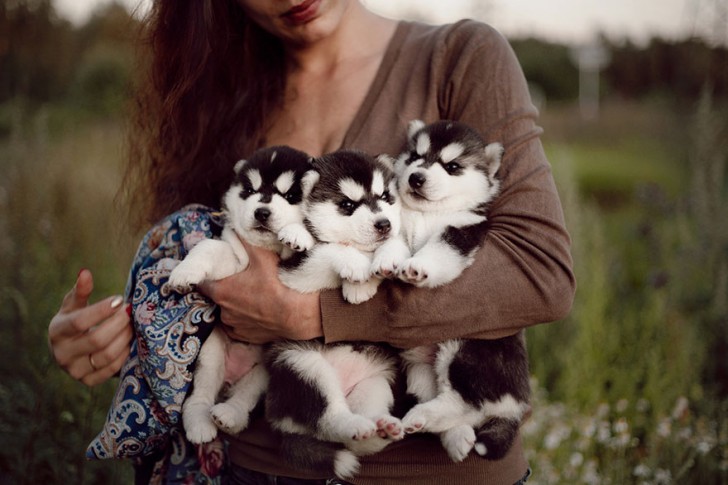 Adorables cachorros de Husky Siberiano (4)