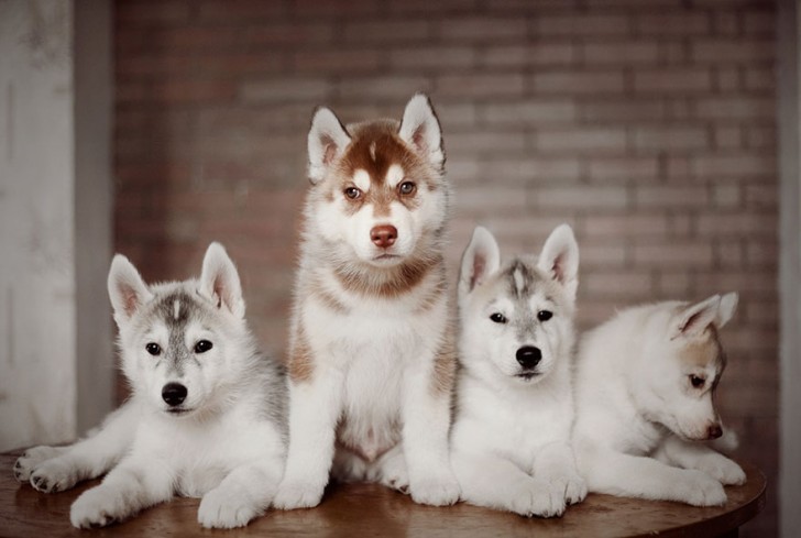 Adorables cachorros de Husky Siberiano (5)