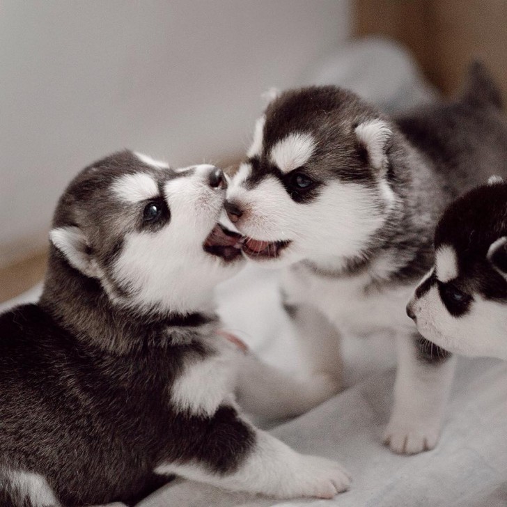 Adorables cachorros de Husky Siberiano (8)